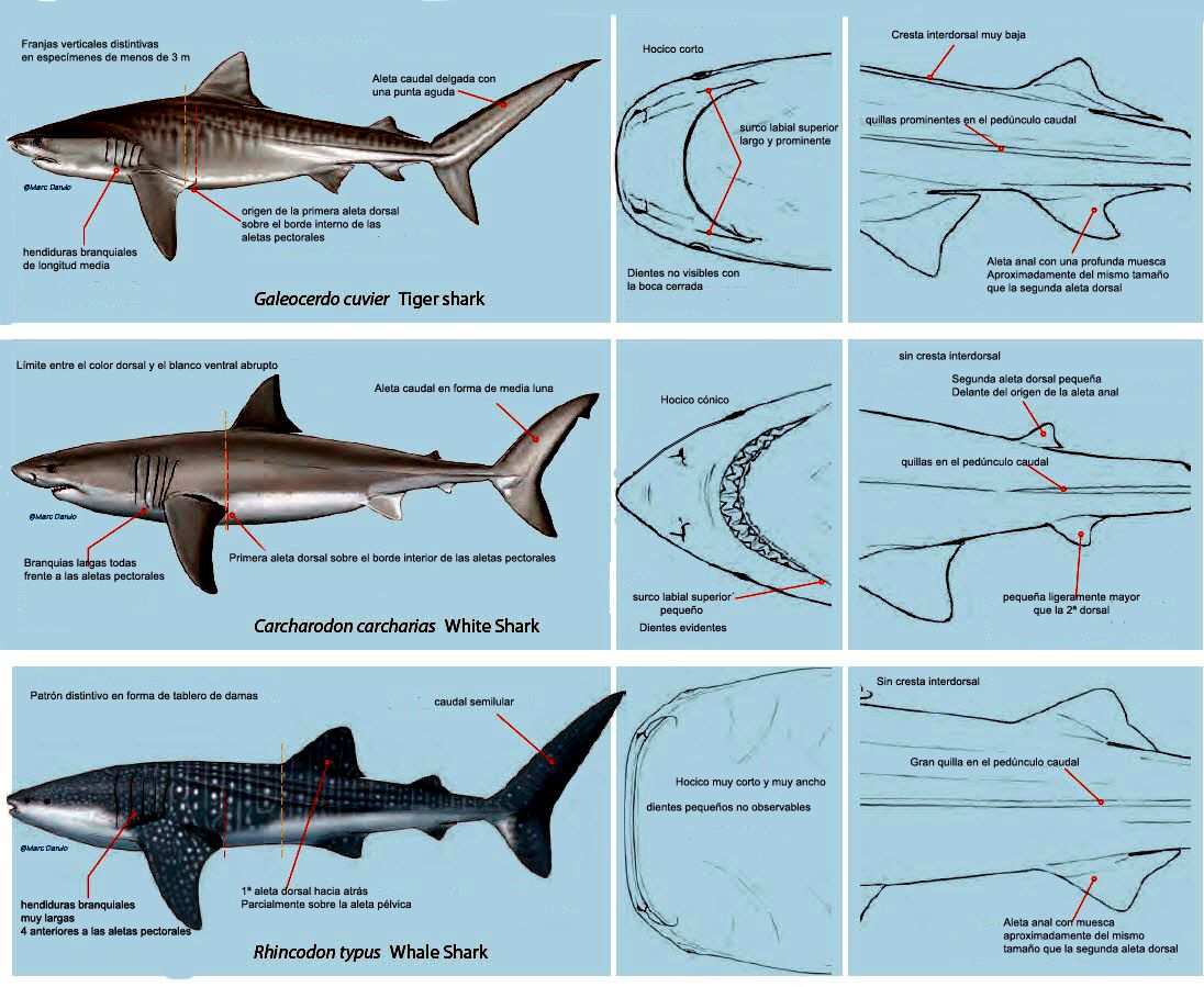 Galeocerdo cuvier_espsimilar.jpg